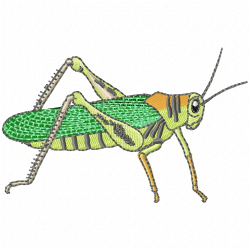 Insectes Embroidery Design 6 Insectes Embroidery Design 6